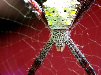 Close-up of spider on web