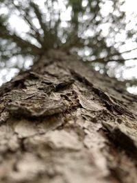 Low angle view of tree trunk