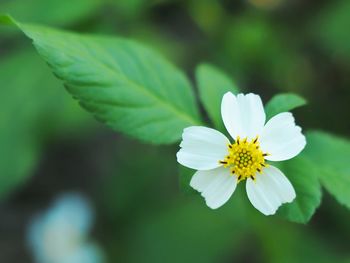 Close-up of white flowering plant