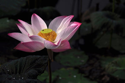 Close-up of pink lotus blooming outdoors