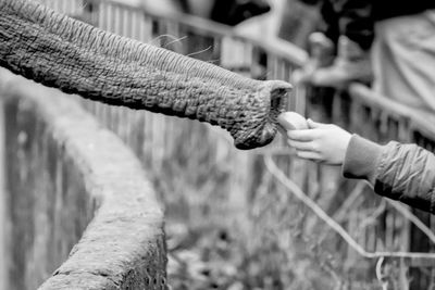 Close-up of hand holding rope