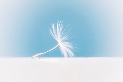 Close-up of flower on snow