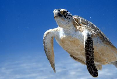 Low angle view of turtle against blue sky