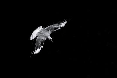 Close-up of eagle flying against black background