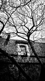 Bare trees against the sky