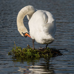 White duck on a lake