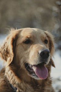 Close-up of dog