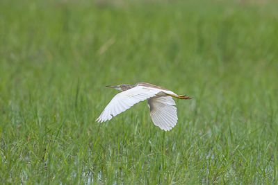 Bird flying over a field