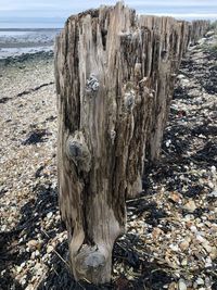 Close-up of tree trunk by sea