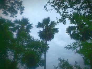 Low angle view of trees against sky