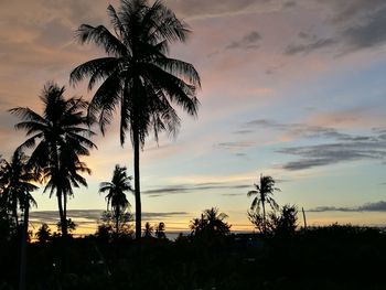 Silhouette of palm trees on beach