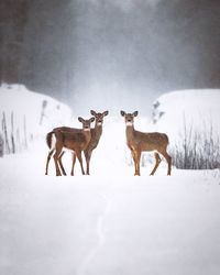 Three deer in snow