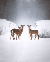 View of deer on snow covered field