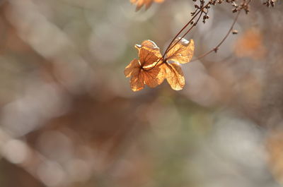 Close-up of autumn leaf