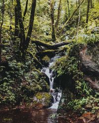Scenic view of waterfall in forest