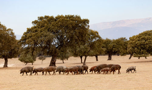 View of horses in a farm