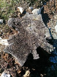 High angle view of tree stump