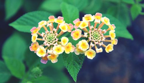 Close-up of yellow flower