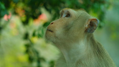 Close-up of an animal