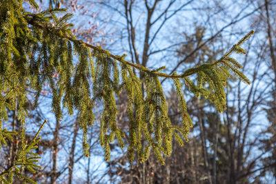 Close-up of fir tree branches growing in the forest.