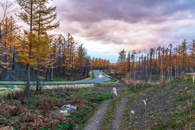 Road amidst trees in forest against sky