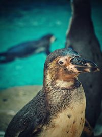 Close-up of a penguin 