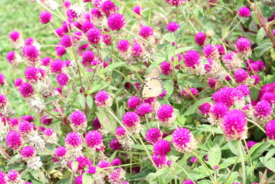 Close-up of fresh pink flowers in bloom