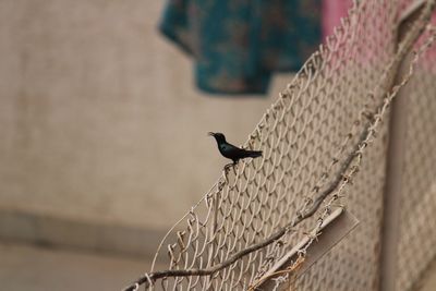 Close-up of bird perching outdoors