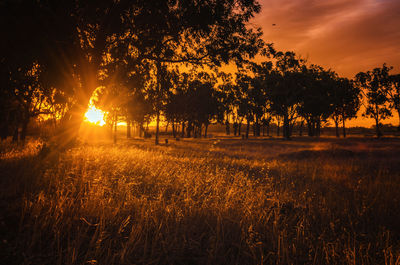 Trees on field against orange sky