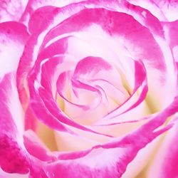 Macro shot of pink rose