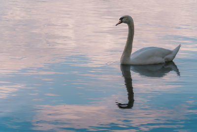 Mute swan swimming on lake