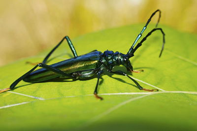 Close-up of ant on leaf