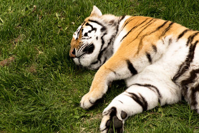 Close-up of tiger relaxing on grass