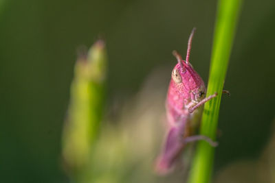 Close-up of pink flower