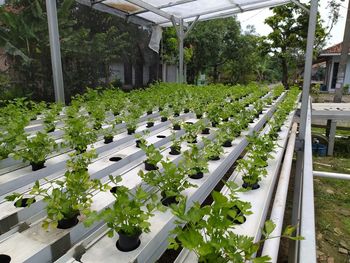 View of flowering plants in greenhouse