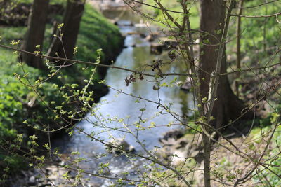 Close-up of plants growing on land in forest