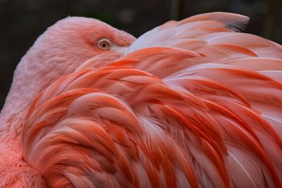 Close-up of a bird