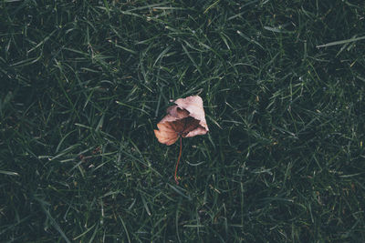 Close-up of dry leaf on grass