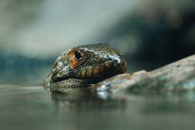 Close-up of snake in lake