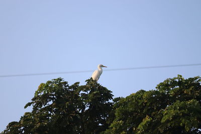 Low angle view of bird perching on cable against sky