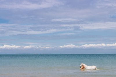 Scenic view of sea and horse