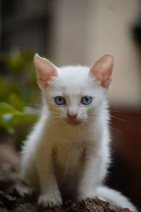 Close-up portrait of white kitten