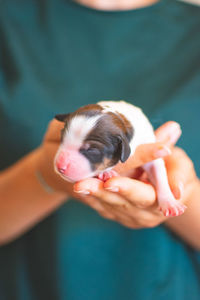 Midsection of woman holding small dog