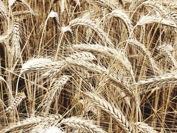 Close-up of stalks in field