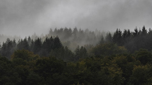 Trees in forest during foggy weather