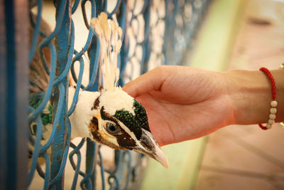 Close up of person holding bird