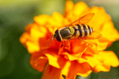 Close-up of insect on flower