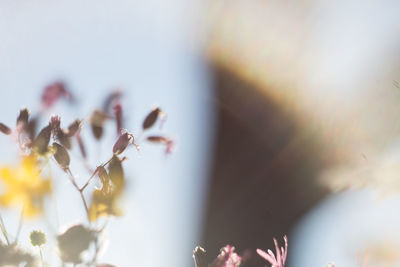 Close-up of flower against blurred background