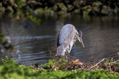 Bird in lake