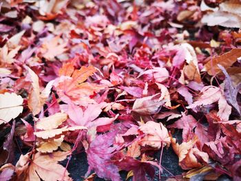 Close-up of autumnal leaves